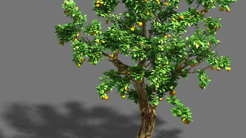 Woods - orange trees