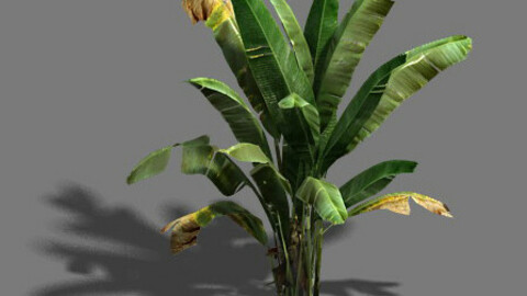 Trees - banana trees