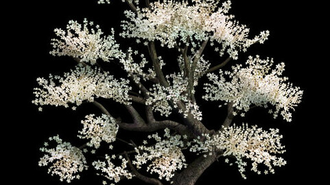 Plant - Whitewood Tree