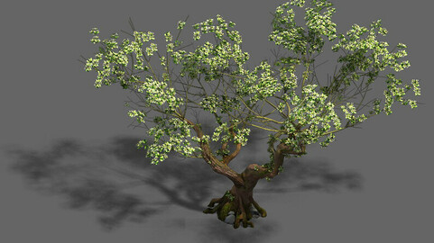 Plant - pear tree