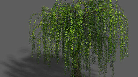 Plant - Willow 13