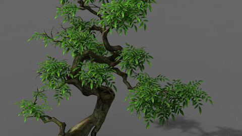 Plant - Green Tree 2