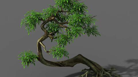 Plant - Green Tree 4