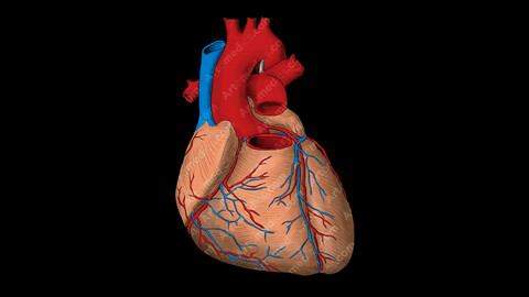 Heart and great vessels (Anterior View)