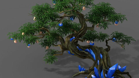 Plant - ginseng fruit tree
