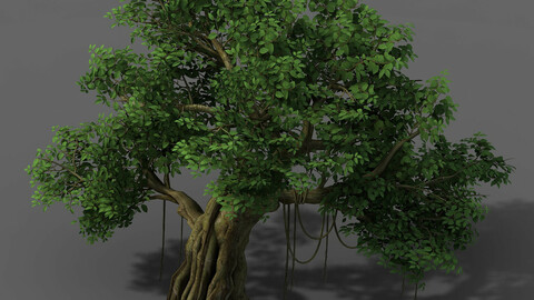 Plant - banyan tree 01