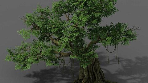 Plant - banyan tree 02