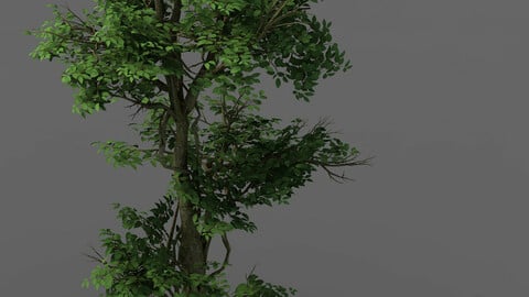 Plant - banyan tree 03