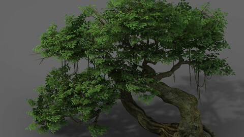 Plant - banyan tree 04