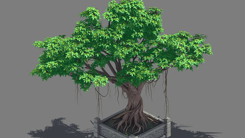 Plant - banyan tree 15
