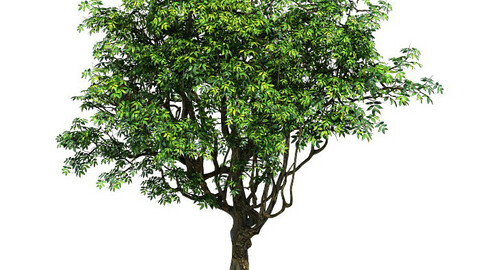 Plant - Tree 18