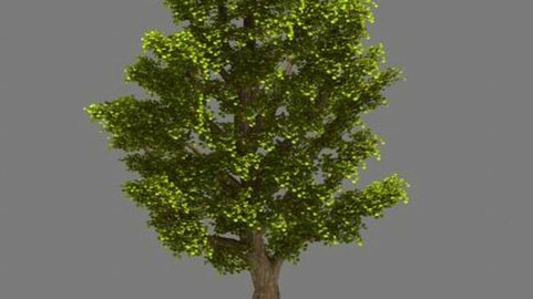 Plant - Ginkgo Tree 02