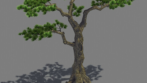 Plant - welcoming pine 02