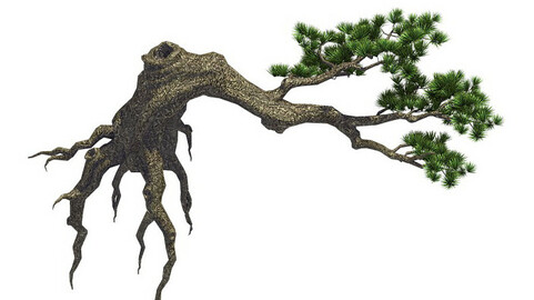Plant - welcoming pine 03