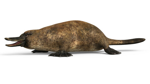 Platypus 3D Model