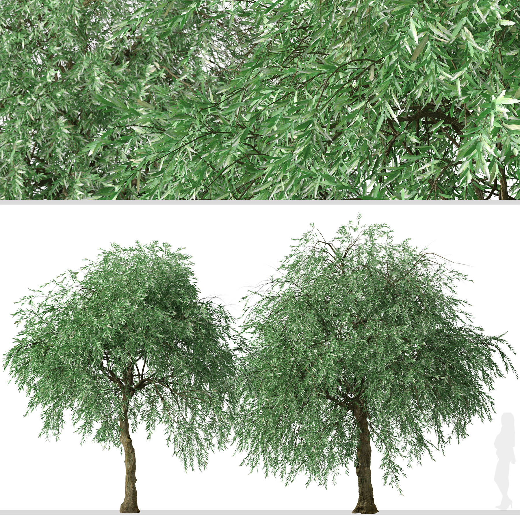 ArtStation - Set of Pyrus salicifolia Trees (Weeping Silver Leaved Pear ...