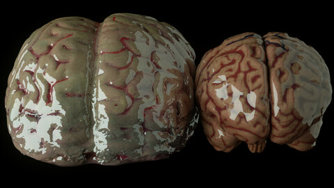 Human Brain 3D Models (fbx,dae,obj) - Anatomy