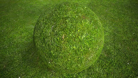 Grassl (270) - Photogrammetry based Environment Texture