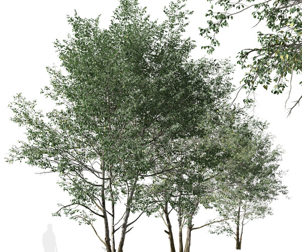 ArtStation - Set of Downy Birch Trees (Betula pubescens) (2 Trees ...