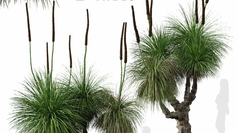 Set of Xanthorrhoea arborea (Broad-leafed Grass Tree) (2 Trees)