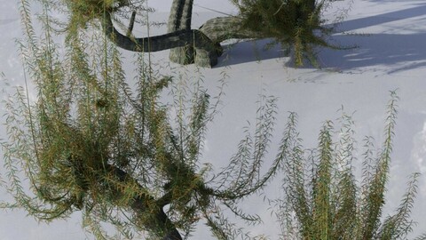 Old Man Willow - White Willow Trees for Daz Studio and Iray