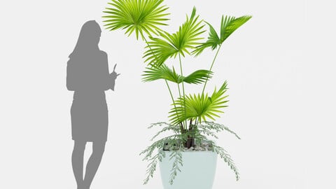 Indoor palm plant