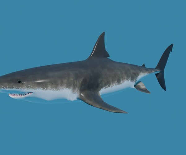 ArtStation - Shark - Tubarao Low-poly and High Poly 3D model | Game Assets