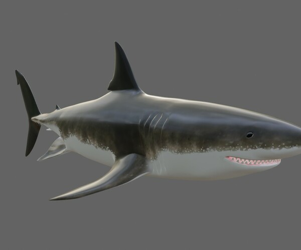 OBJ file SHARK, DOWNLOAD Shark 3D modeL - Animated for Blender-fbx-unity-maya-unreal-c4d-3ds  max - 3D printing SHARK SHARK FISH - TERROR - PREDATOR - PREY - POKÉMON -  DINOSAUR - RAPTOR 🦈・3D printable