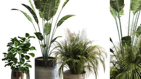 plant set 045