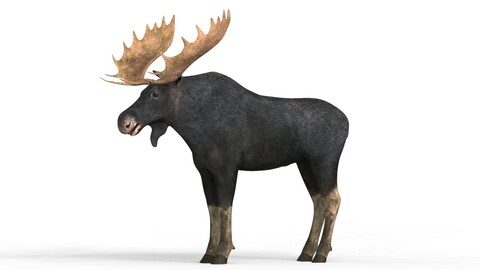 Realistic Moose 3D Model