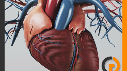 Human Heart - Anatomy