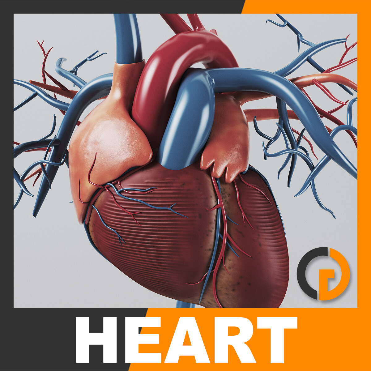 Сердца майя. 3д модель сердца человека. 3д модель сердца с подписями.