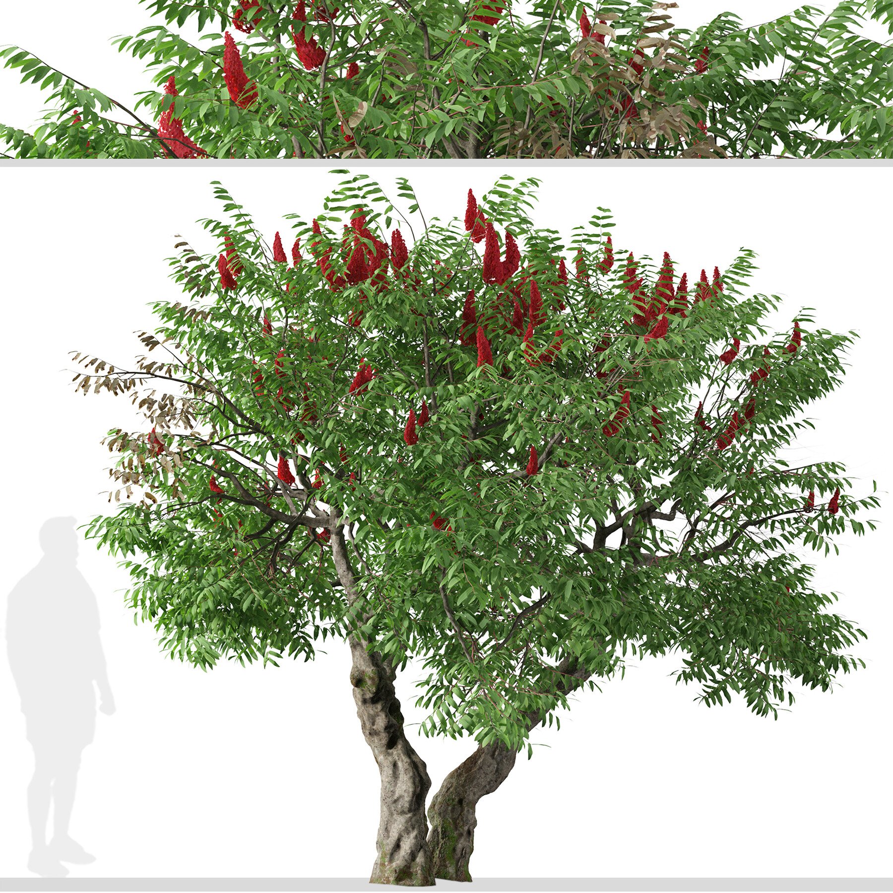 ArtStation - Set of Rhus typhina Trees (Staghorn sumac) (2 Trees