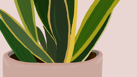 Snake Plant