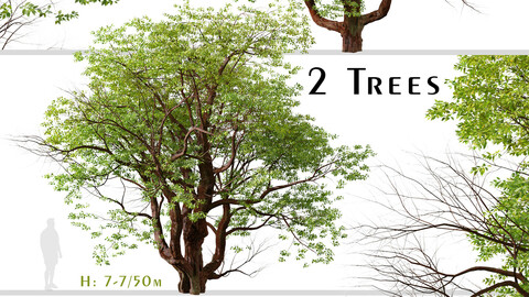 Set of Chinese Stewartia Tree (Stewartia sinensis) (2 Trees)