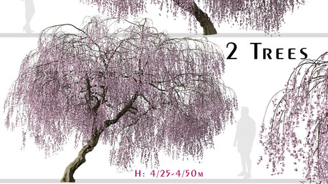 Set of Weeping Cherry Tree (Prunus pendula) (2 Trees)