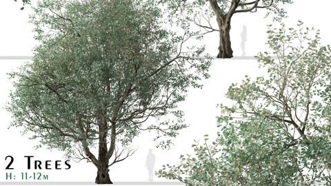 Set of Eucalyptus polyanthemos Tree (Red box) (2 Trees)