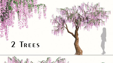 Set of Flowering Wisteria Tree (Wisteria sinensis) (2 Trees)