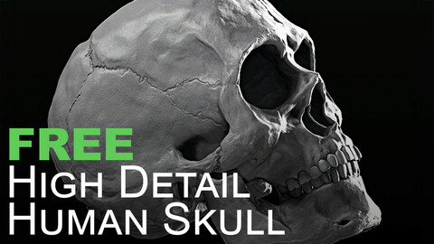 FREE High Detail Human Skull