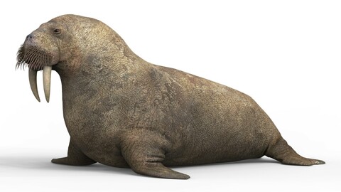 Walrus 3D Model