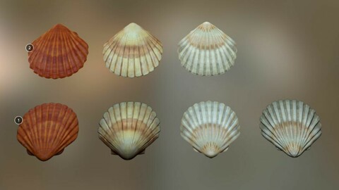 Mussel01 - 1k Triangles-Mesh and Decal Low-poly 3D model