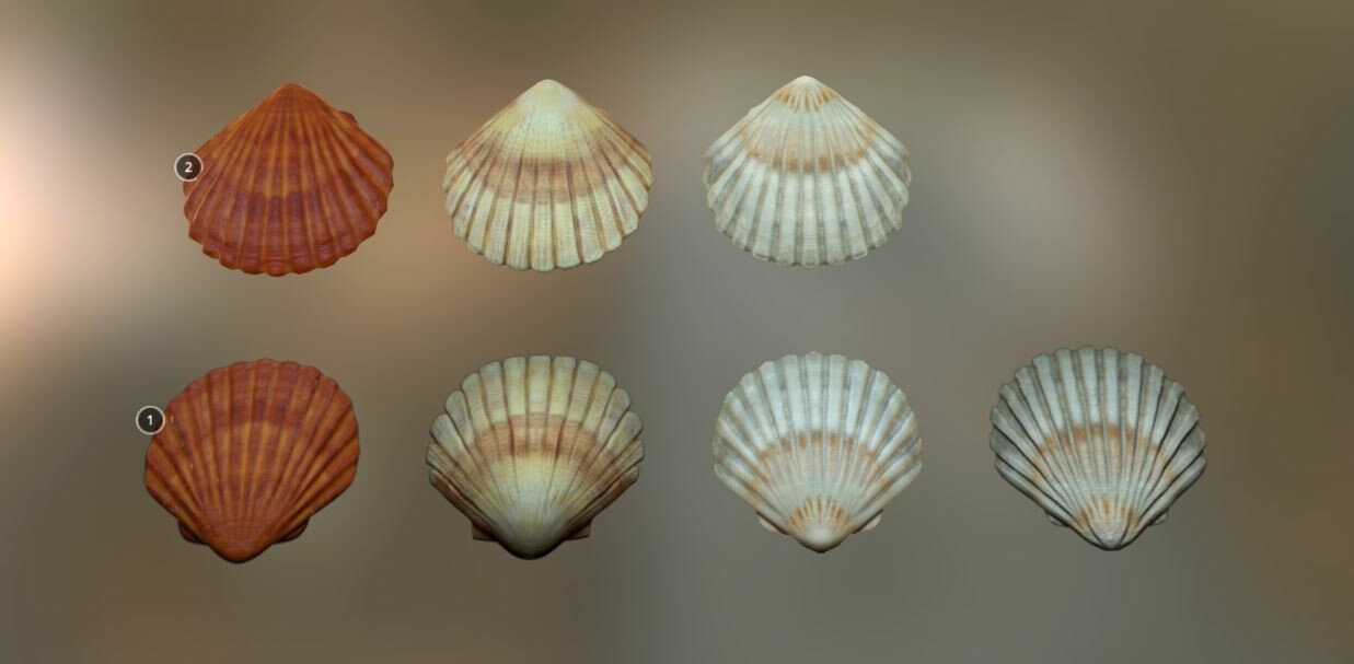 Shell modelling. 3d Ракушка. Ракушка 3д модель. Shell 3d model. Ракушка Тихоокеанская 3 д.