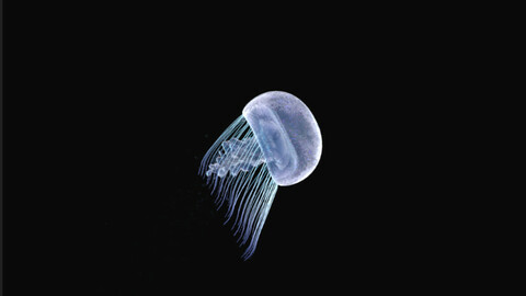 Jellyfish /Relaxing animation