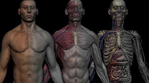 HD Male Complete Human 3D Anatomy Model