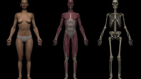 Female Basemesh Collection