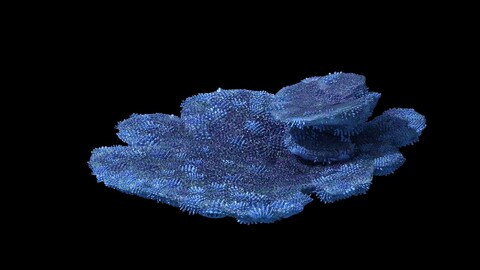 Seabed - Coral 73