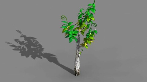 Acacia - trees 01
