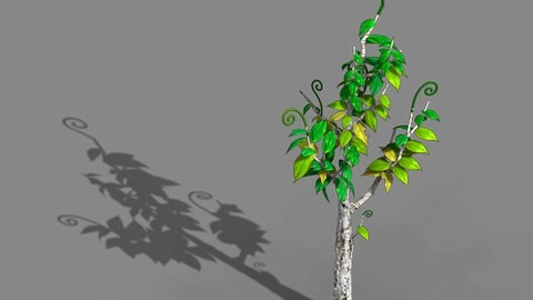 Acacia - trees 02