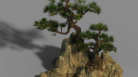 Acacia - Pine 01