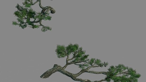 Acacia - Pine - Foliage 01